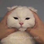 Avatar of Aiman Shahzad